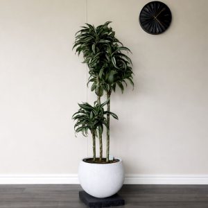 dracaena-warneckii-white-stripe-saturn-planter