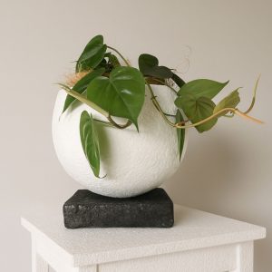 heart-leaf-in-saturn-pot