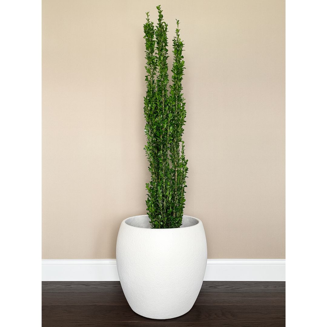 ilex-sky-pencil-topiary-ceres-planter-modern-indoor.