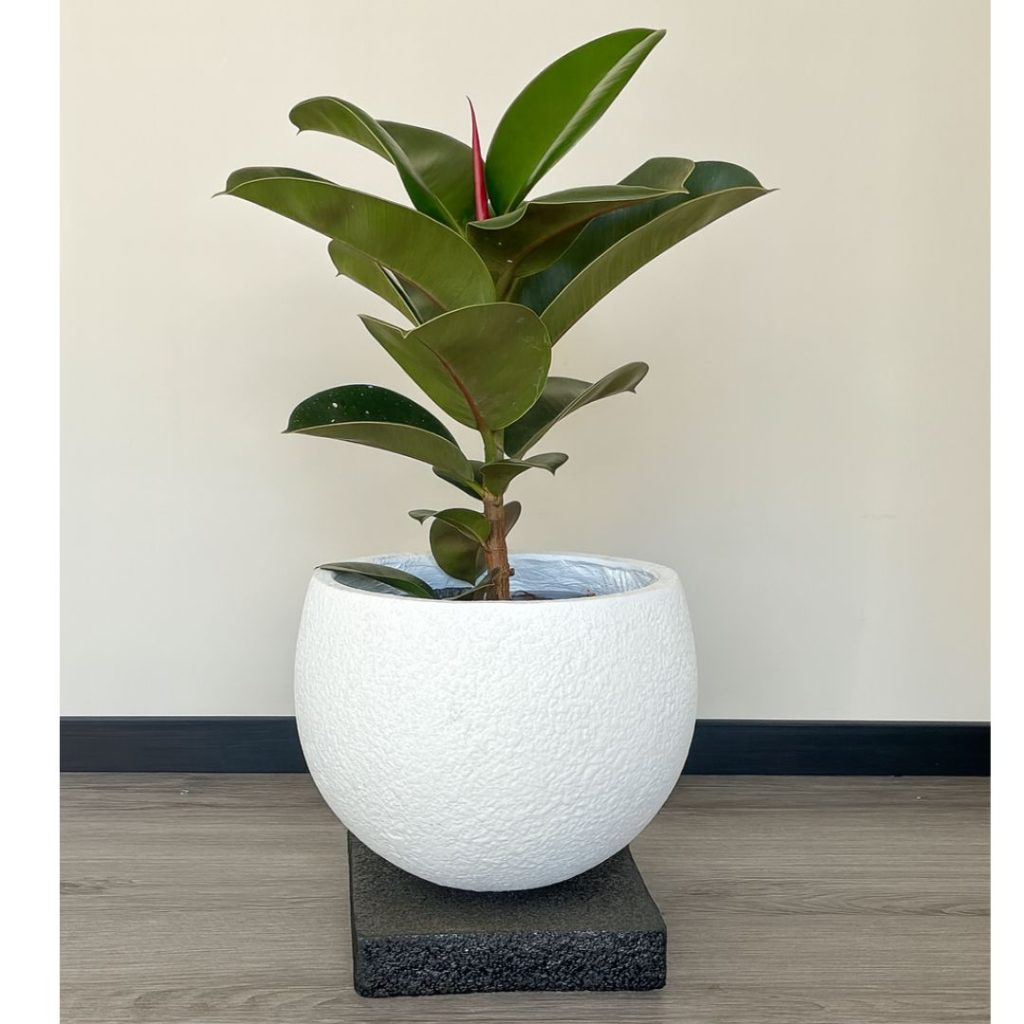 rubber-tree-in white-saturn