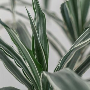 white-stripe-dracaena