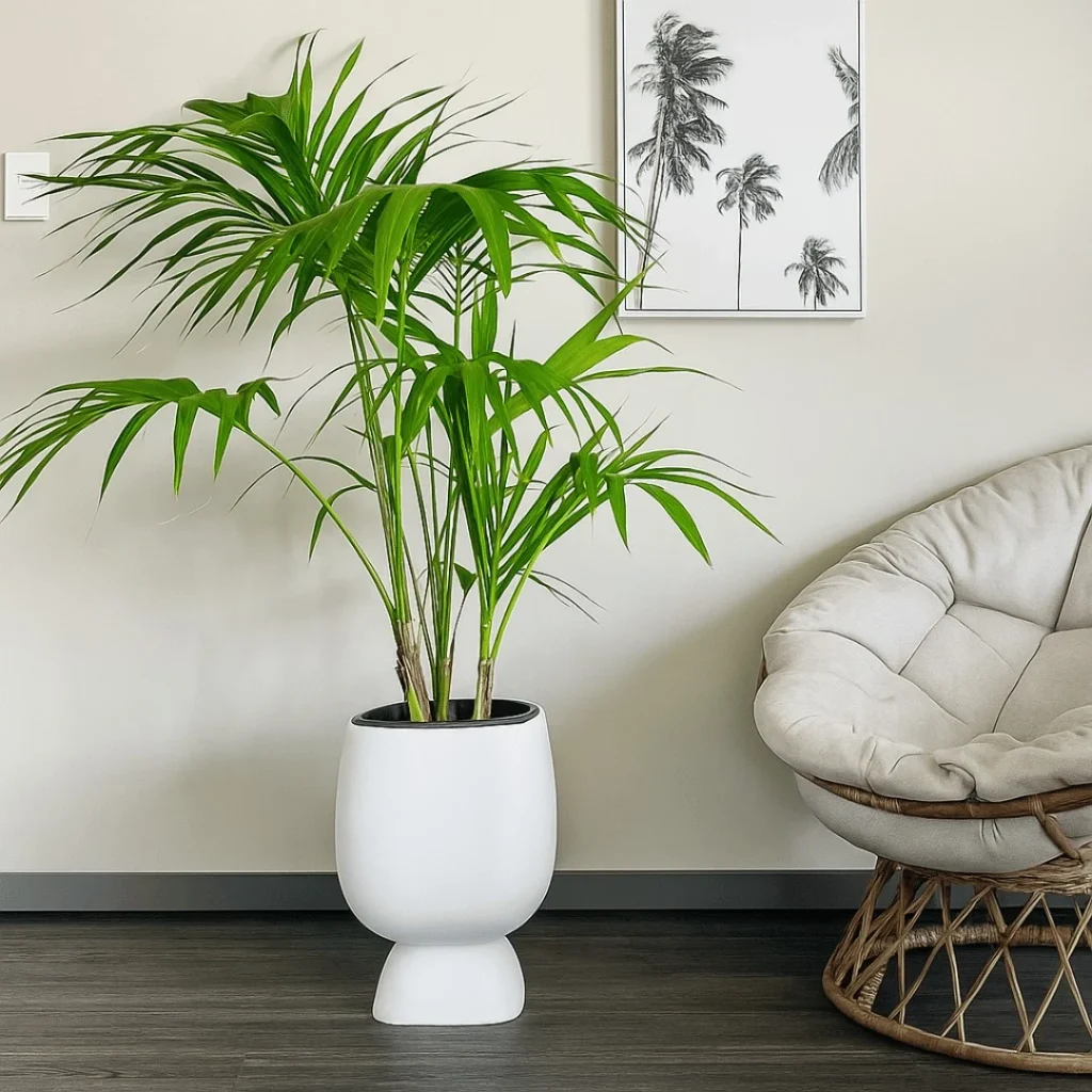 Kentia Palm in a white Moon planter placed beside a rattan chair on dark modern flooring in a minimalist room.