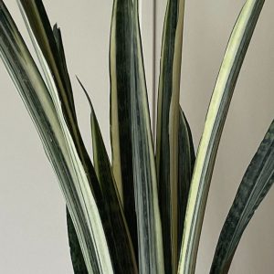 snake-plant-bantels-sensation-leaf-detail.jpg