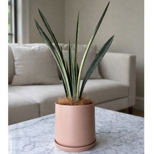 Snake Plant Bantel’s Sensation in peach stoneware pot by Plant & Pot NZ