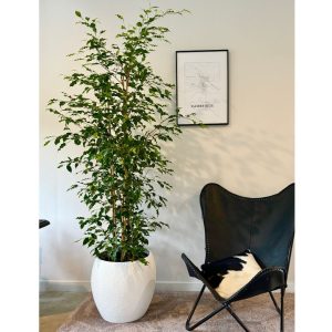 weeping-fig-in-round-white-jpg
