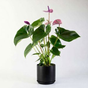 Anthurium-in-Black-Oslo-Planter-
