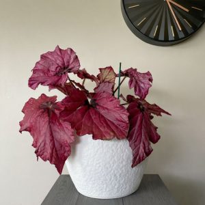 Red Begonia Rex in frosted white pot (22.5 x 22.5 x 21 cm) – indoor plant available in NZ