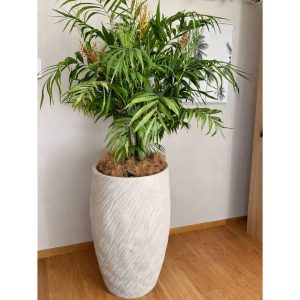 mars-in elagans-palm