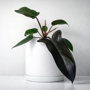 Philodendron bipennifolium