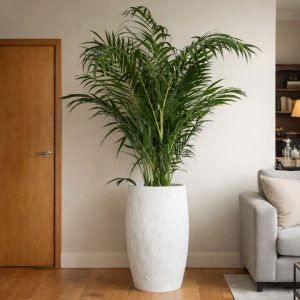 Chamaedorea hooperiana