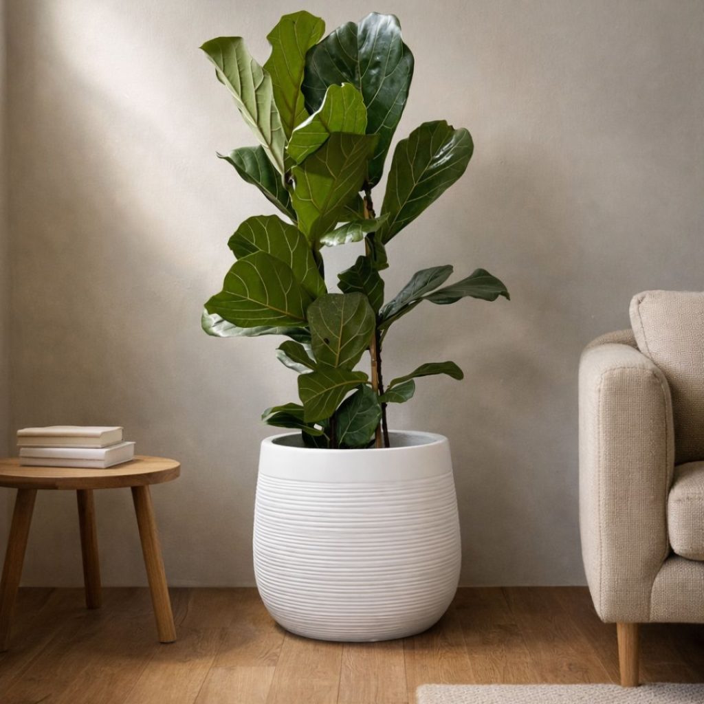 Ficus-lyrata-double