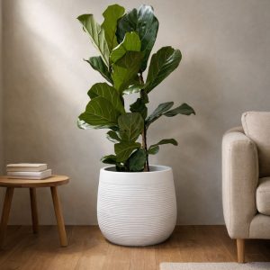 Ficus-lyrata-double