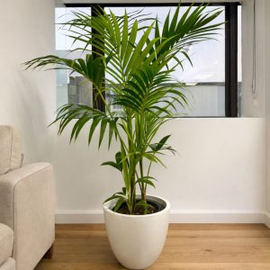 Kentia palm large