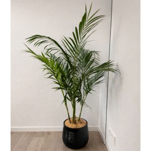 chamaedorea-hooperiana-magellanic-planter-indoor-palm.jpg