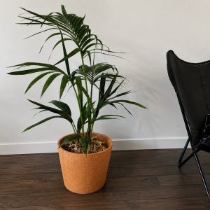 Kentia Palm in Haumea