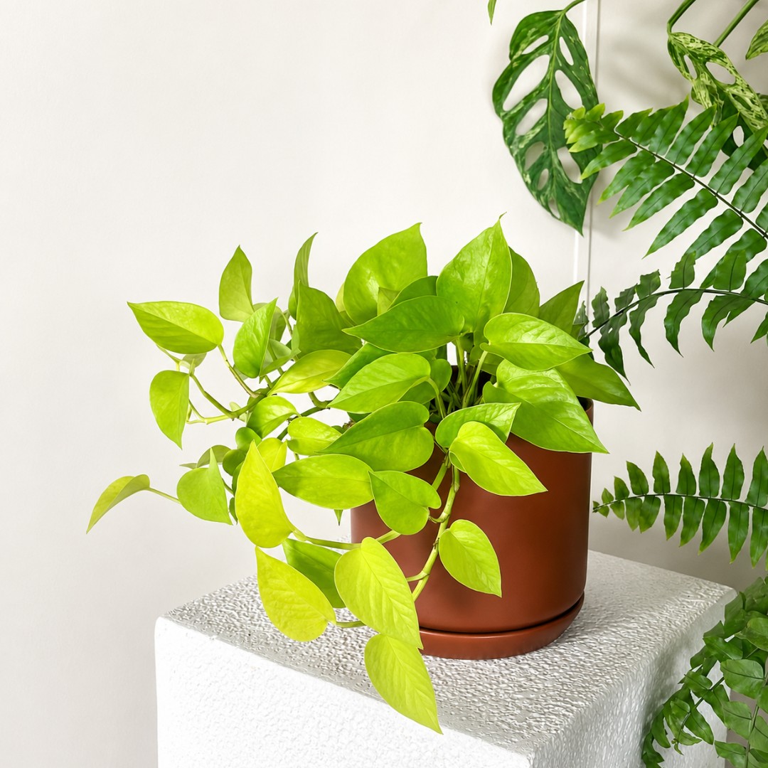 brick-pot-neon