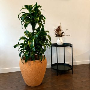 Dracaena Fragrans in Triangulum planter