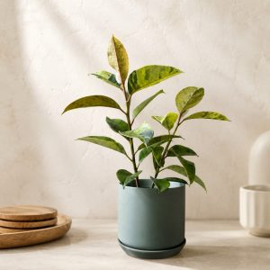 Eucalyptus Ficus Shivereana