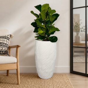 Bambino Ficus Combo 