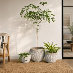 Radermachera Sinica (China Doll Tree) in Sombrero Planter