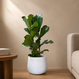Fiddle Leaf Fig Double in White Magellanic Planter
