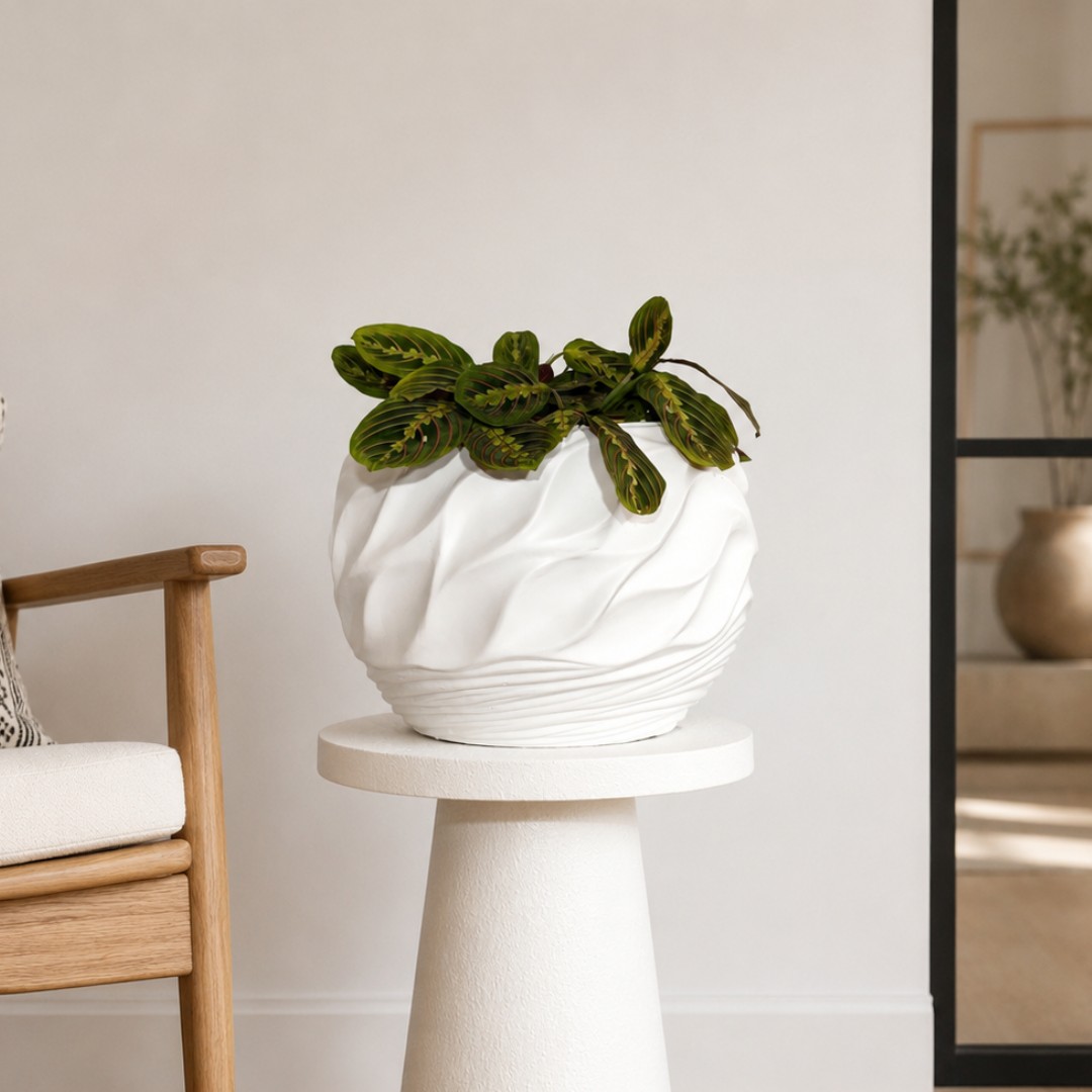 Prayer plant in Whirlpool