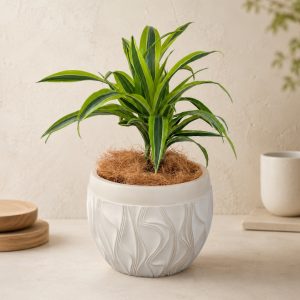 Dracaena Green Stripe in Sombrero