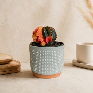 Moon Cactus 'Gymnocalycium mihanovichii ‘