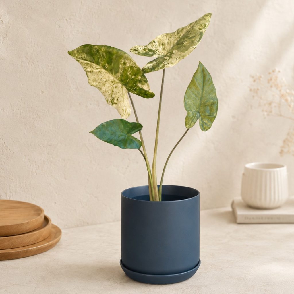 navy-oslo-alocasia-