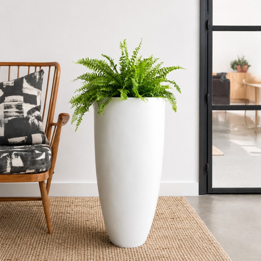 Boston Fern in White Pluto Planter