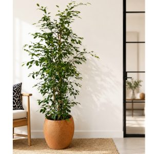 weeping_fig_in_tan_pot_