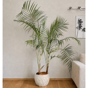 Dypsis-Baronii-