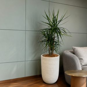 A tall Dracaena Marginata styled in our textured Eris planter