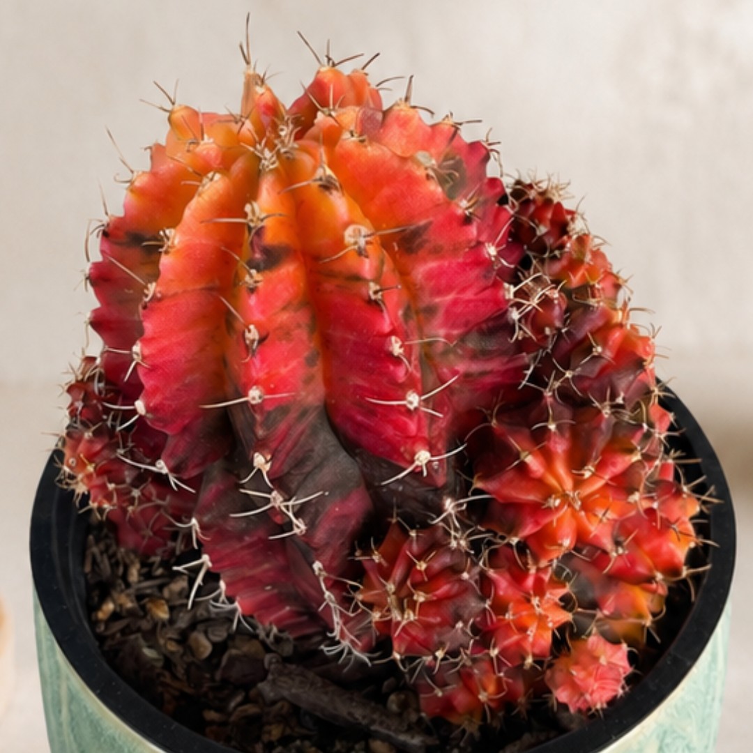Moon Cactus 'Gymnocalycium mihanovichii ‘ - Image 2