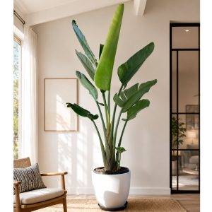 Extra Large / Statement Giant Bird of Paradise