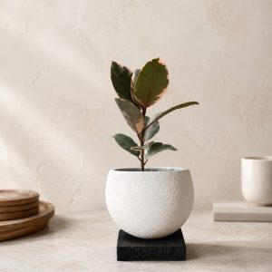 Ficus Ruby in White