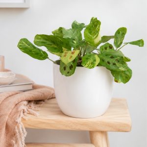 Maranta Leuconeura Variegata