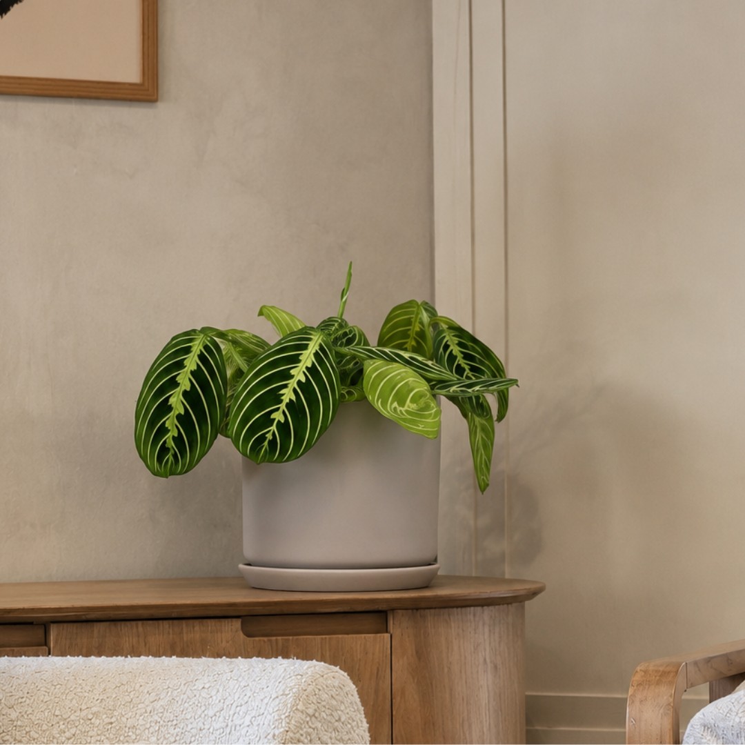 maranta-in-ceramic-jpg (1)