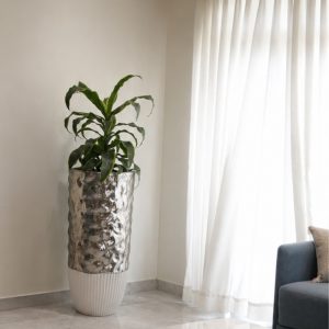 Dracaena in Silver Venus Planter