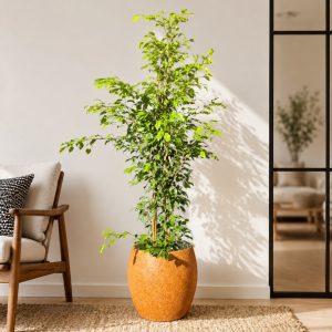 tropical weeping fig large