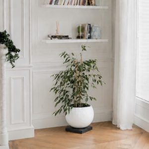 weeping-fig-in-saturn