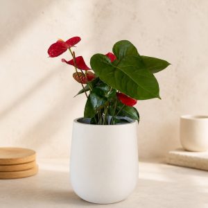 Large Anthurium Red