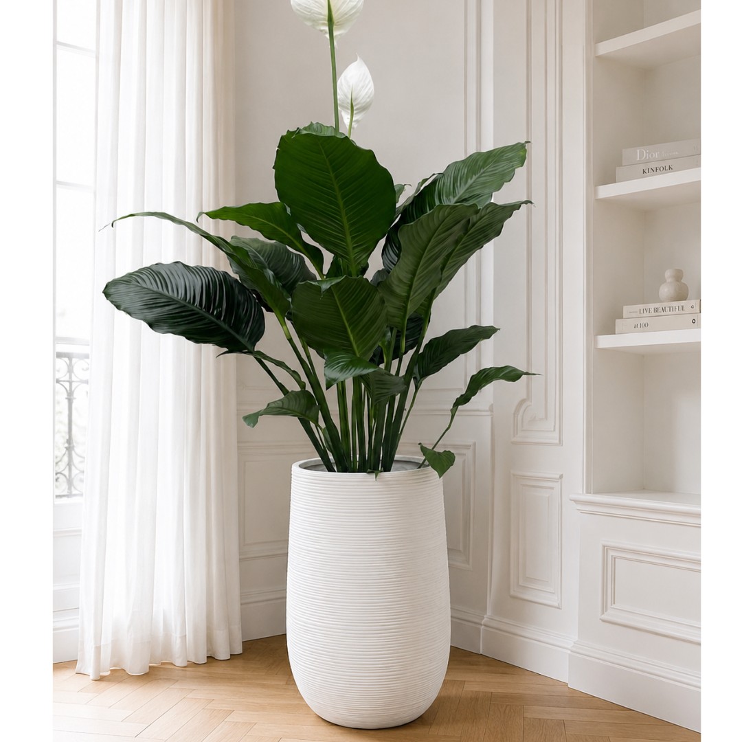 Giant Peace Lily