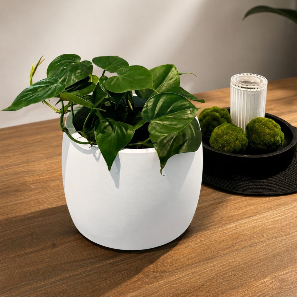 heart-leaf-in-white