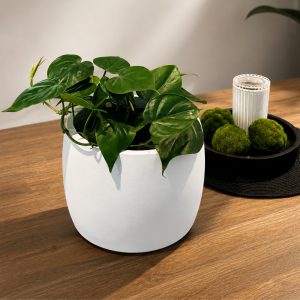 heart-leaf-in-white