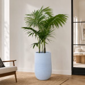 Andromeda Planter with Kentia Palm