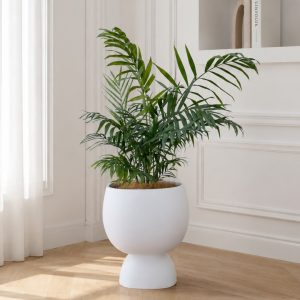 parlour-palm-in-moon