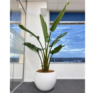 Extra Large Bird of Paradise in White Pot