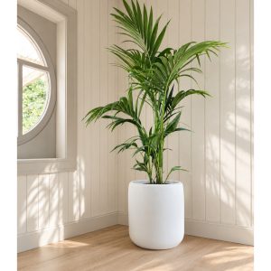 Large kentia in orcus