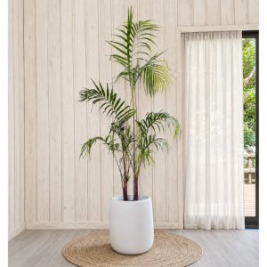 sugar_cane_palm